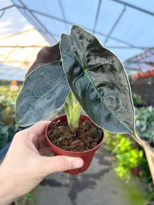 Alocasia Azlanii