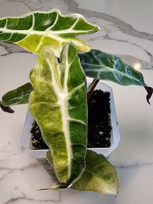 Alocasia Amazonica Aurea (Variegated)