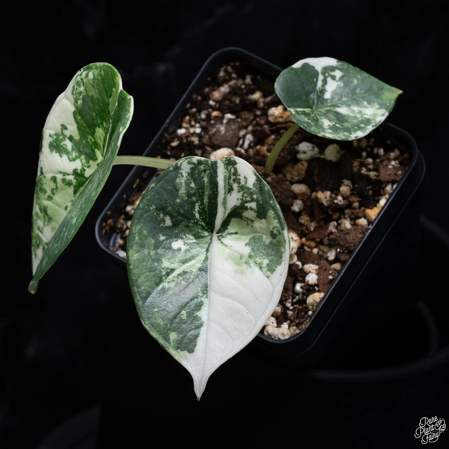Alocasia Platinum Albo (Variegated)