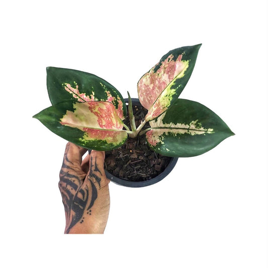 Algaonema Pharma Ruay (Variegated)