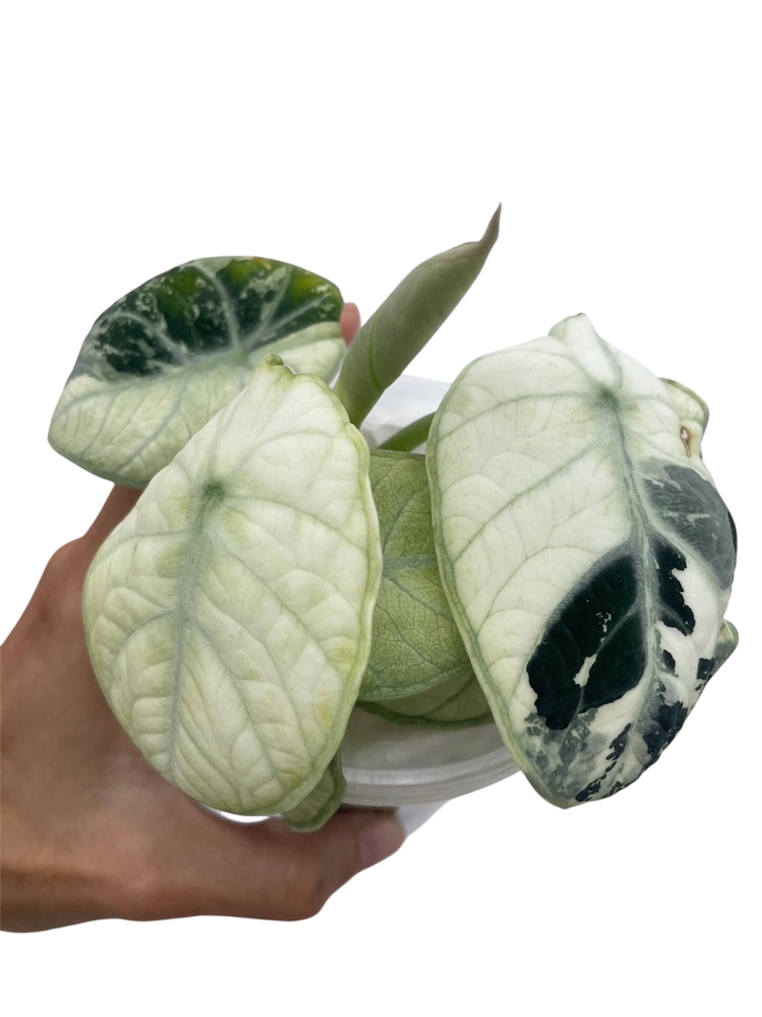 Alocasia Ninja Albo (Variegated) – SolsLeavesNThings