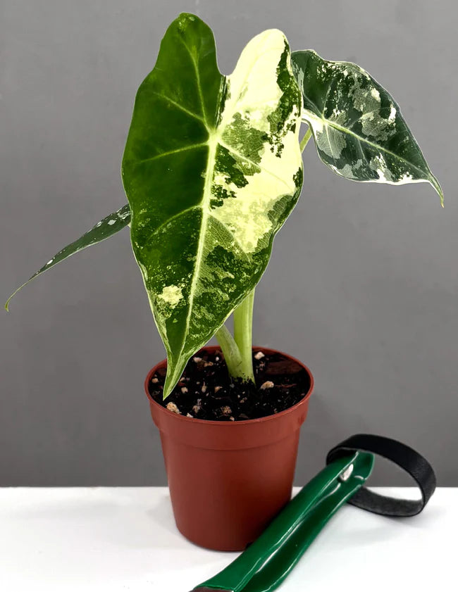 Alocasia Frydek (Variegated)