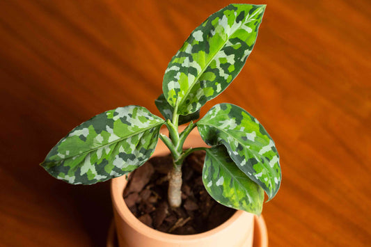 Aglaonema Pictum Tricolor