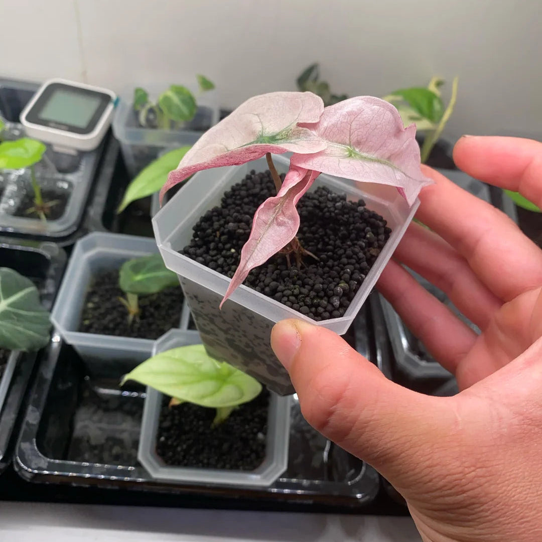 Alocasia Watsoniana Pink Mint