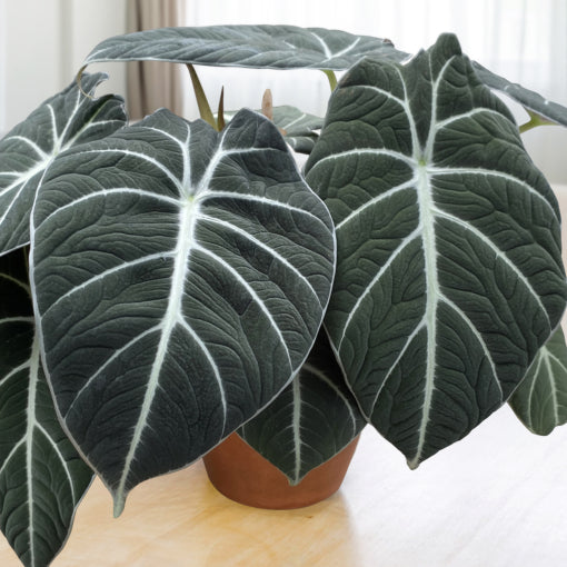 Alocasia Black Velvet