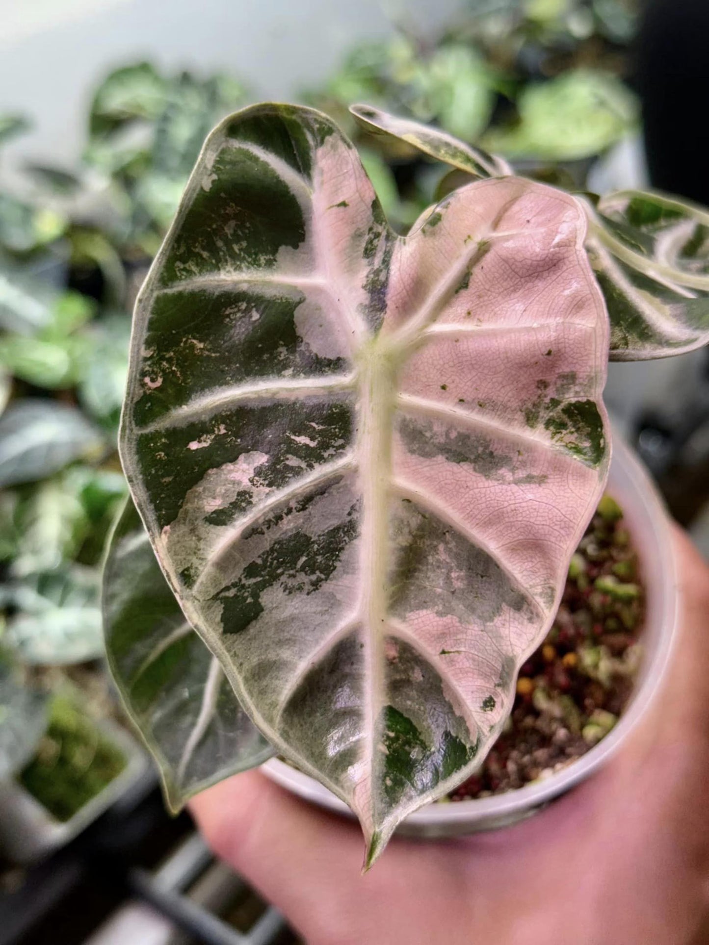 Alocasia Ballon Heart Pink (Variegated)