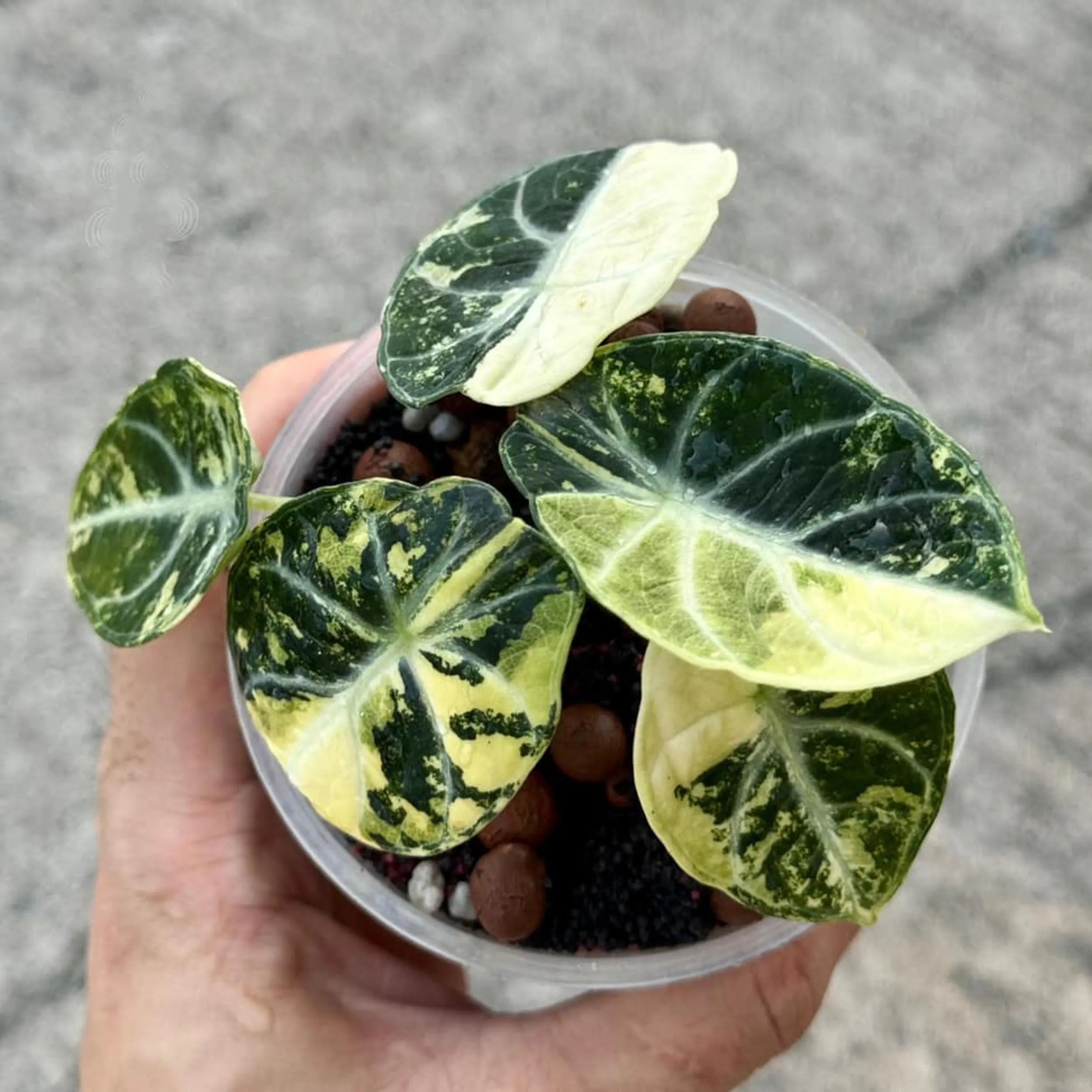 『SALE』Alocasia Ninja Tricolor (TC) 【8-2】 Alocasia Ninja Tricolor (Variegated) – SolsLeavesNThings