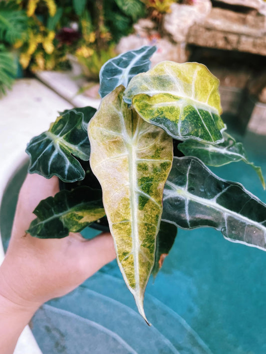 Alocasia Azlanii Yellow (Variegated)