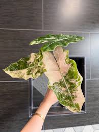 Alocasia Scalprum Mint (Variegated)