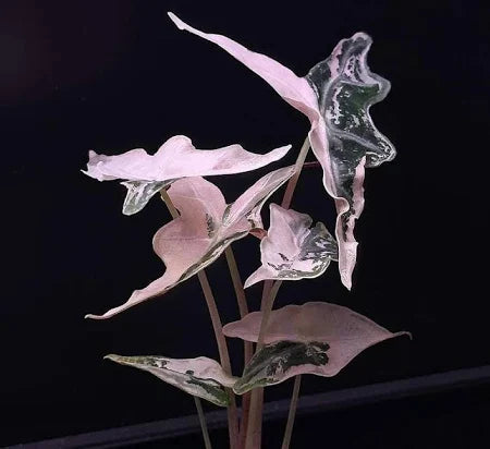 Alocasia Nobilis Pink (Variegated)