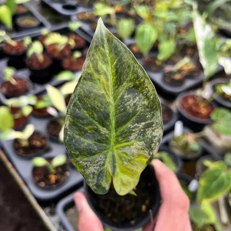 Alocasia Regal Shield (Variegated)