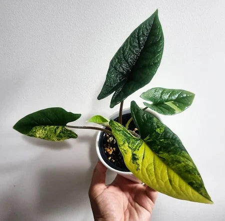 Alocasia Scalprum Aurea (Variegated)