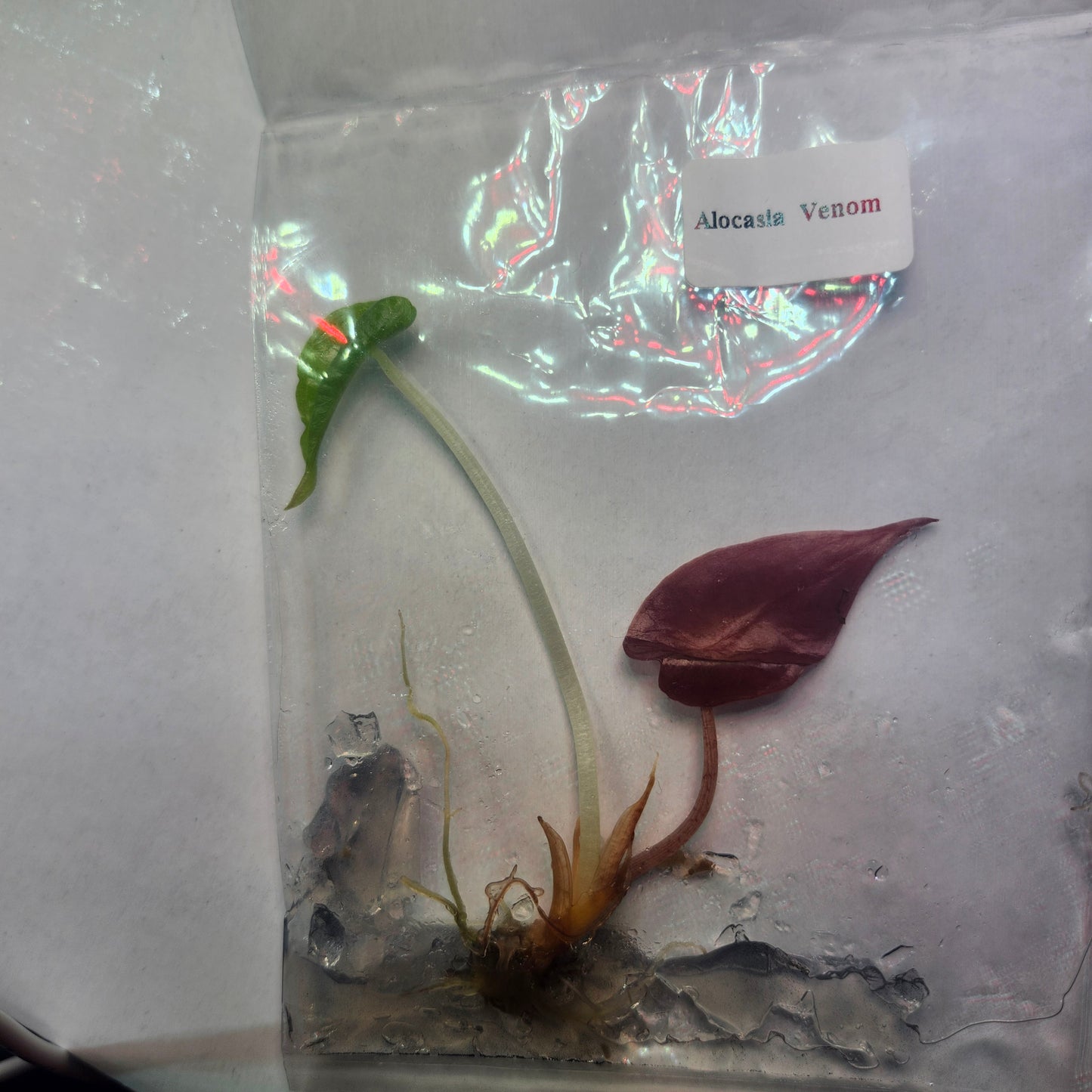 Venom Steal Deal 🧚‍♀️