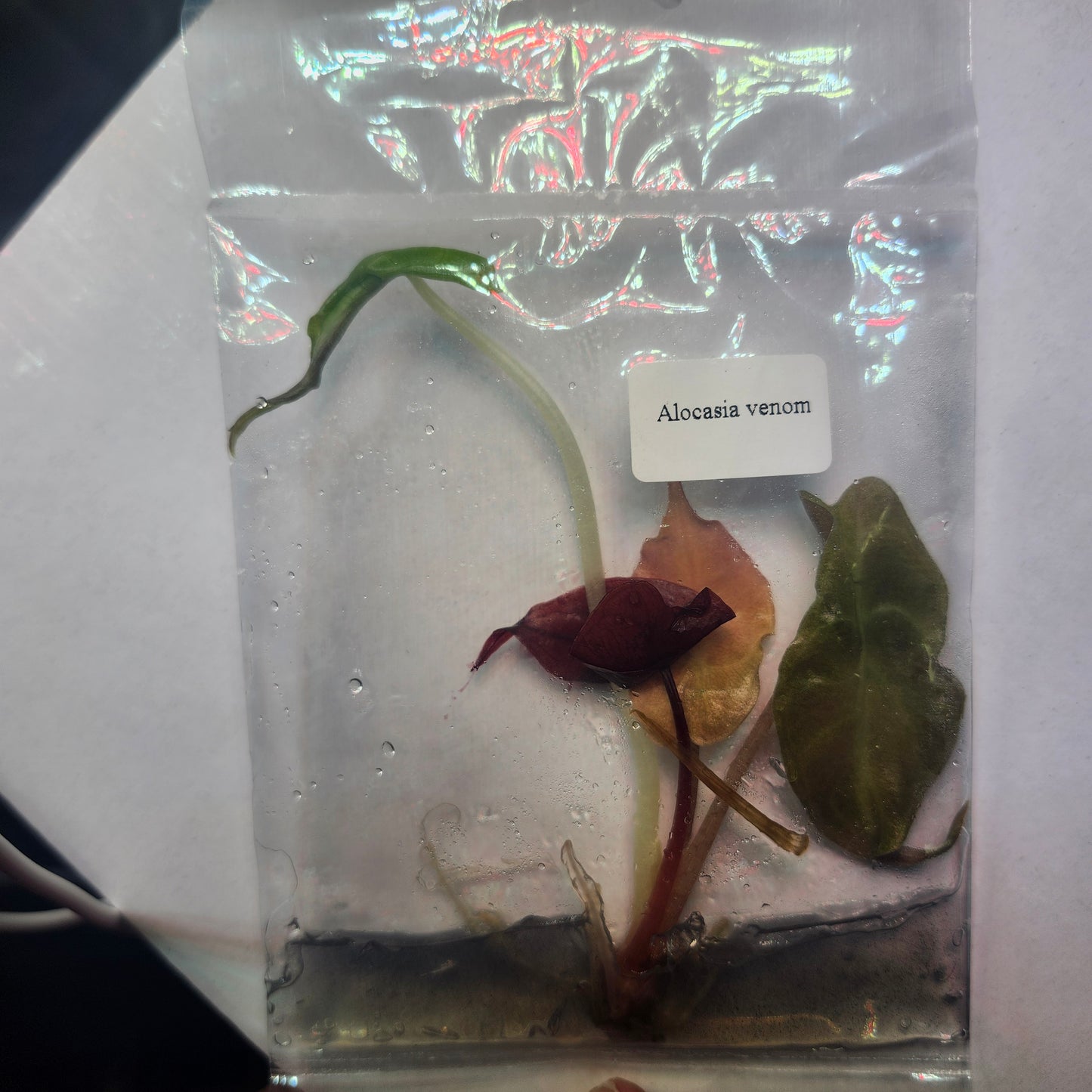 Venom Steal Deal 🧚‍♀️