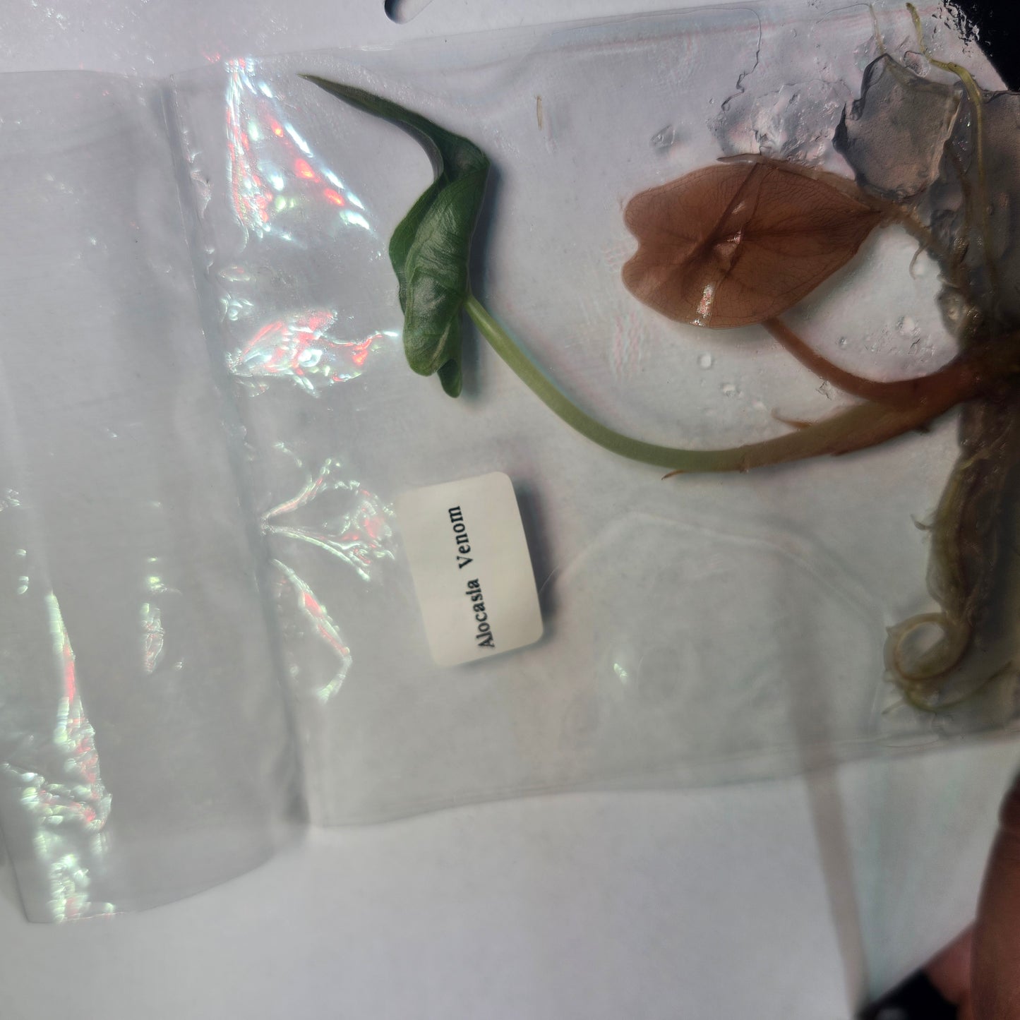 Venom Steal Deal 🧚‍♀️