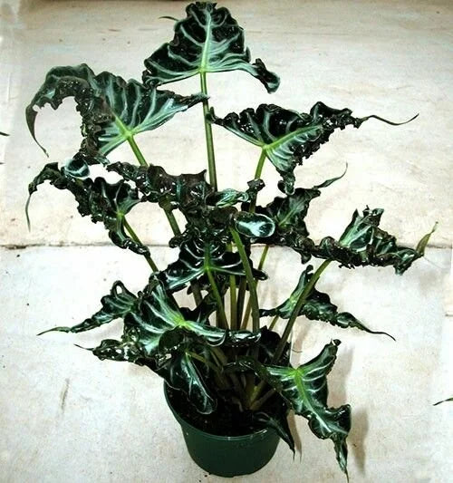Alocasia Loco (5pcs)