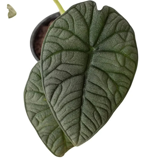 Alocasia Melo