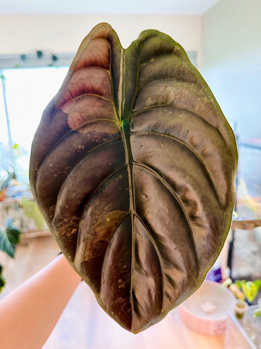 Alocasia Cuprea Gold (Variegated)