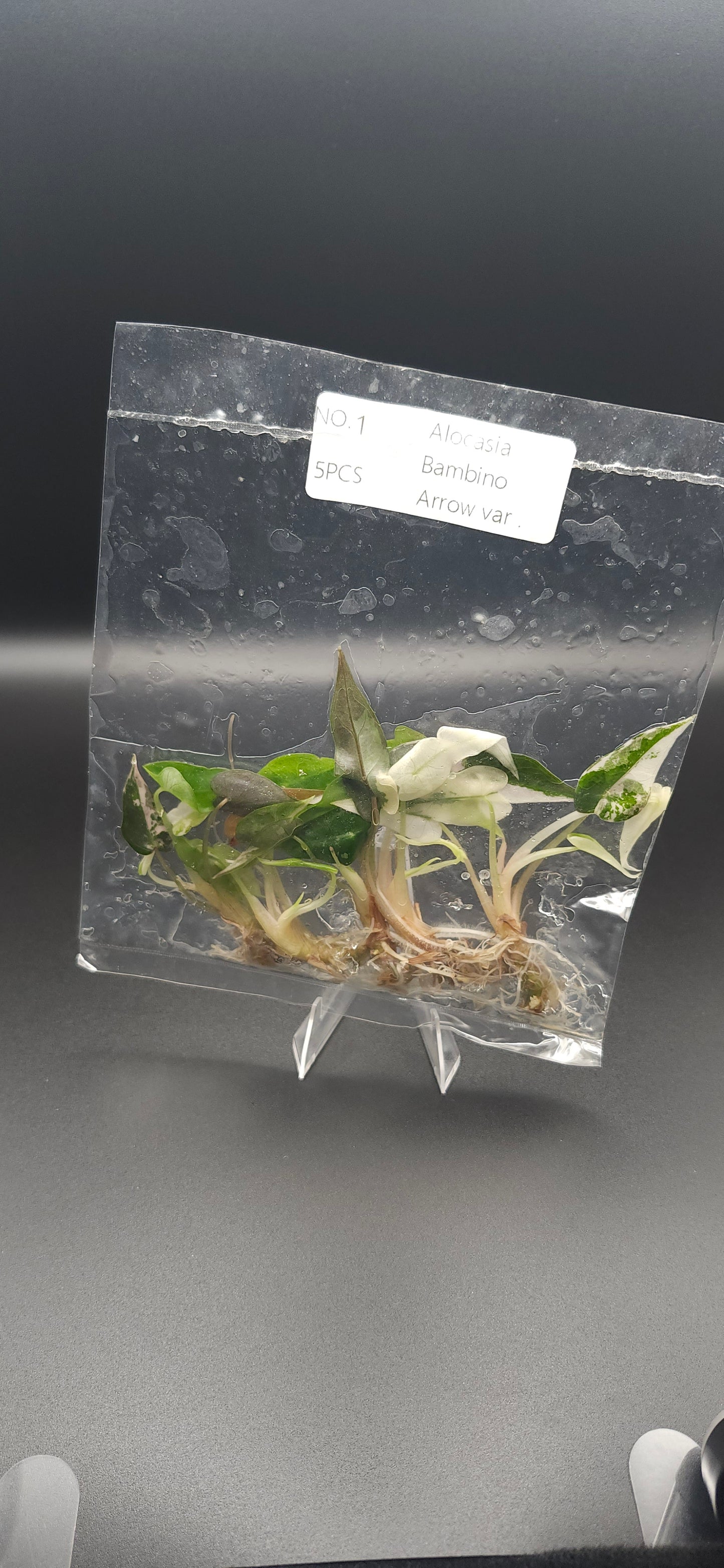 Alocasia Bambino Pink (Varigated)