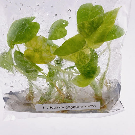 Alocasia Gageana Aurea