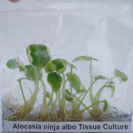 Alocasia Ninja Albo