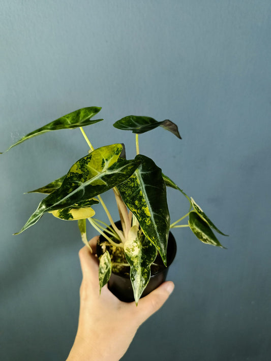 Alocasia Bambino Aurea (Variegated)