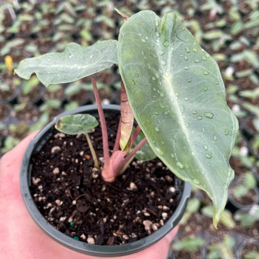 Alocasia Pink Dragon