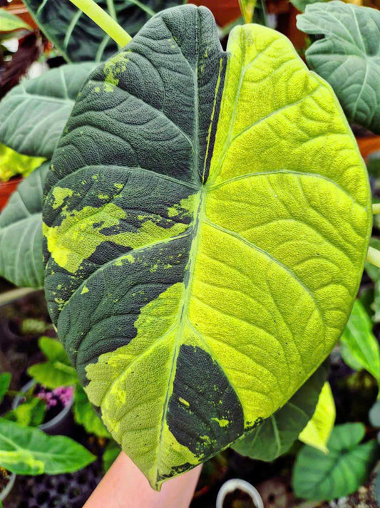 Alocasia Maharani Golden Lime (Variegated)