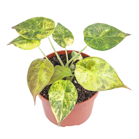 Alocasia Wentii Aurea