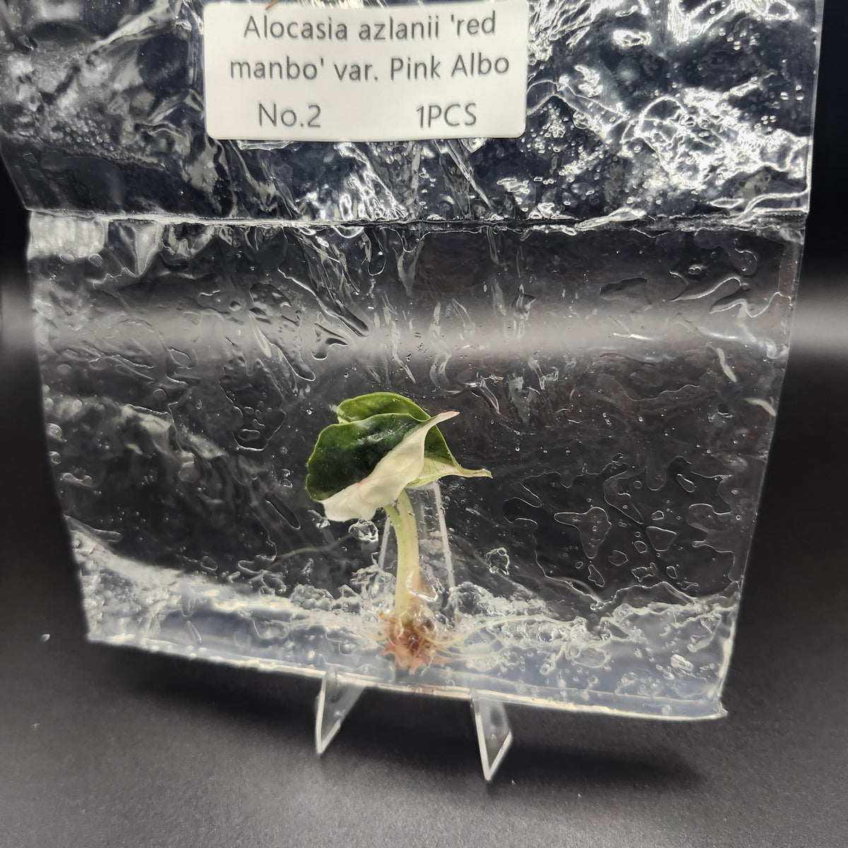 Alocasia Azlanii Pink Albo