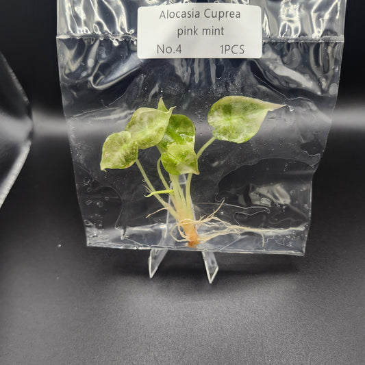 Alocasia Cuprea Pink Mint (10 pcs) - Entrega Inmediata