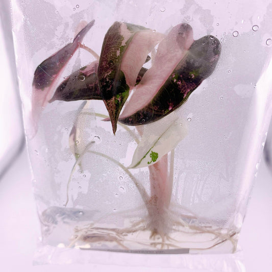 Alocasia Bambino Pink