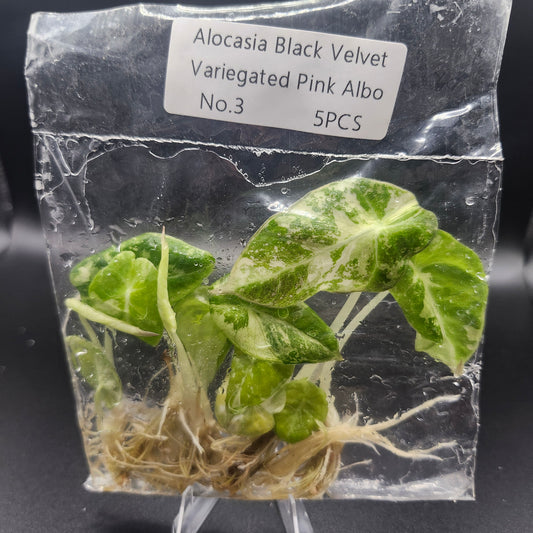 Alocasia Black Velvet Pink Albo