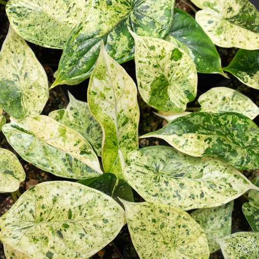 Alocasia Dragon Scale Mint (Variegated)