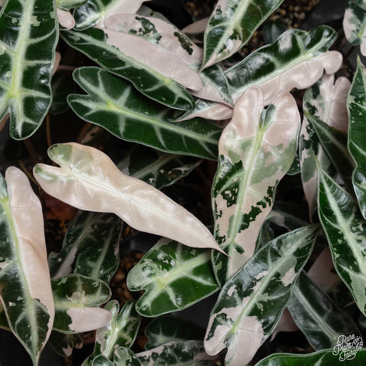 Alocasia Bambino Pink (Variegated)