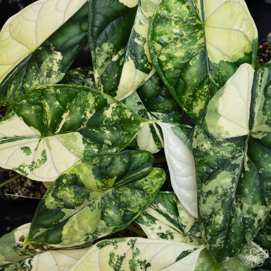 Alocasia Dragon Scale Albo (Variegated)