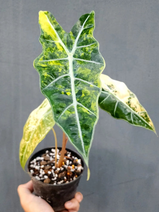 Alocasia Sanderiana Bull Aurea (Variegated)