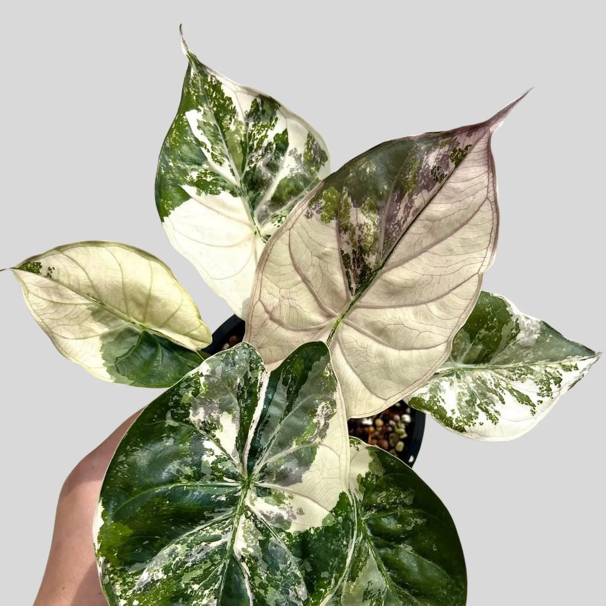 Alocasia Wentii Rosa Albo