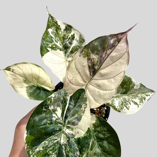 Alocasia Wentii Rosa Albo