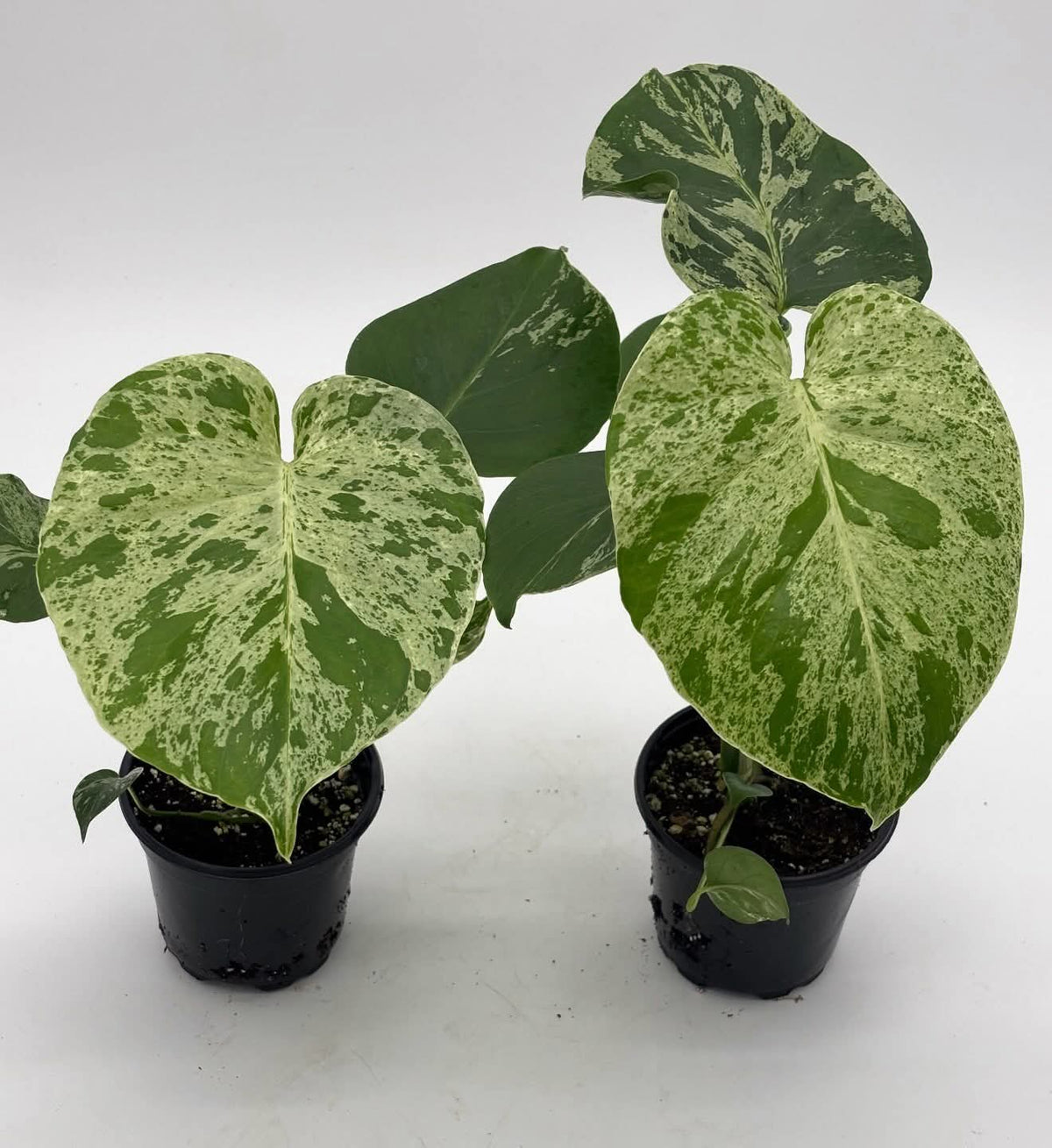 Monstera Bulbasaur 4/5 in pot - Entrega Inmediata