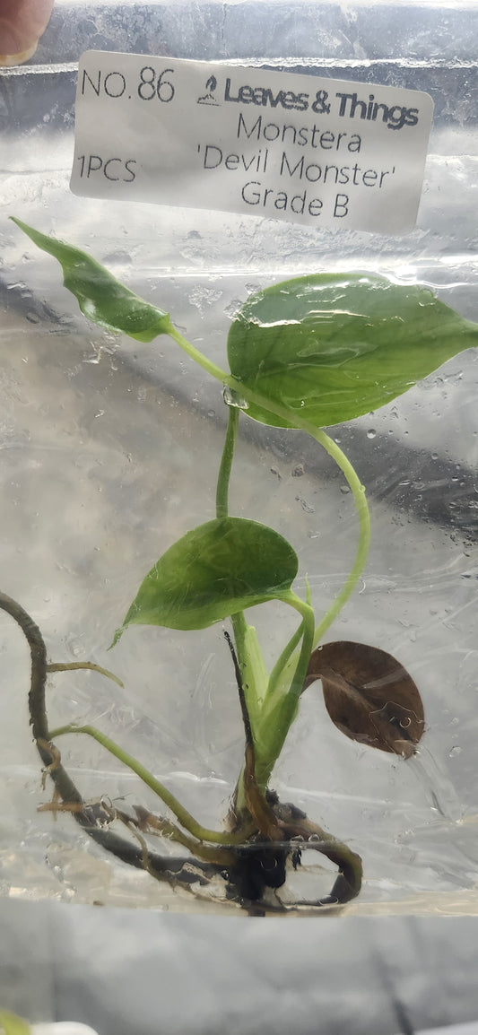 Monstera Devil Monster Grade B (1 pc) - Entrega Inmediata