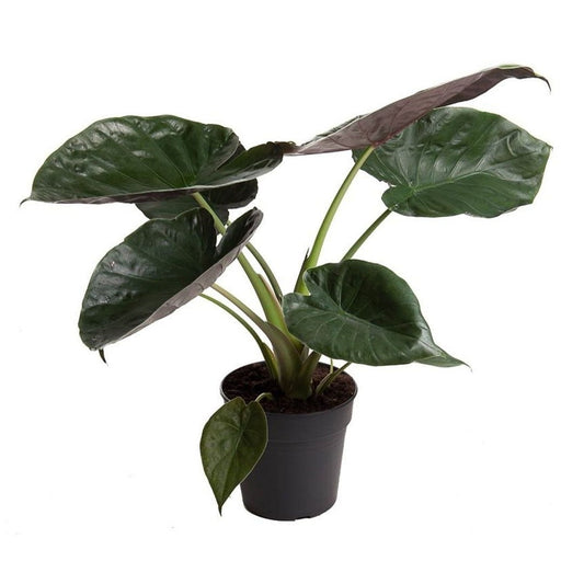 Alocasia wentii/ Escudo de Nueva Guinea