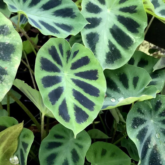 Colocasia heterochroma 'Dark Shadows'