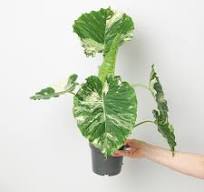 Alocasia Gageana Albo (Variegated)