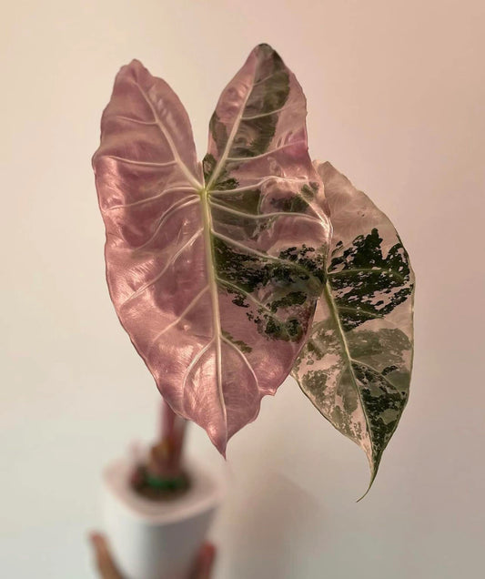 Alocasia Pink Dragon (Variegated)