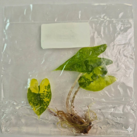 Alocasia Zebrina Aurea