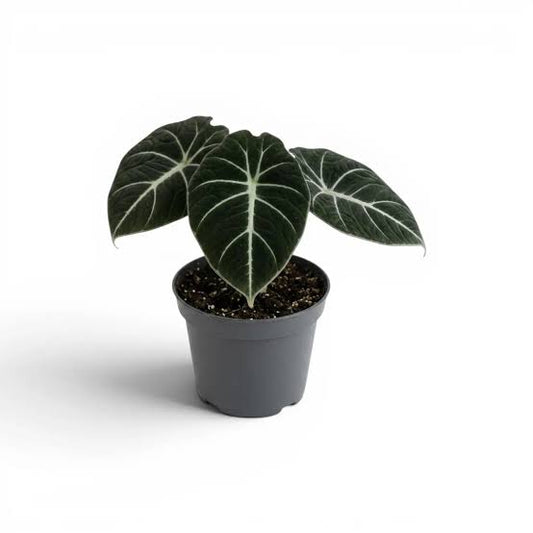 Terciopelo negro