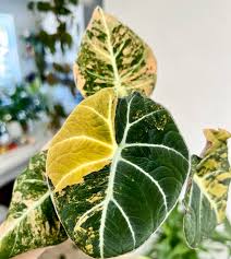 Alocasia Black Velvet Golden (Variegated)