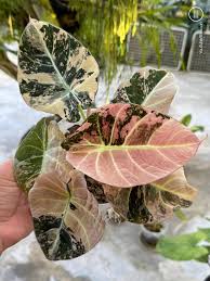 Alocasia Black Velvet Pink (Variegated)