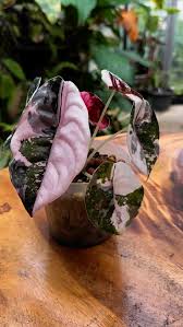 Alocasia Cuprea Pink (Variegated)